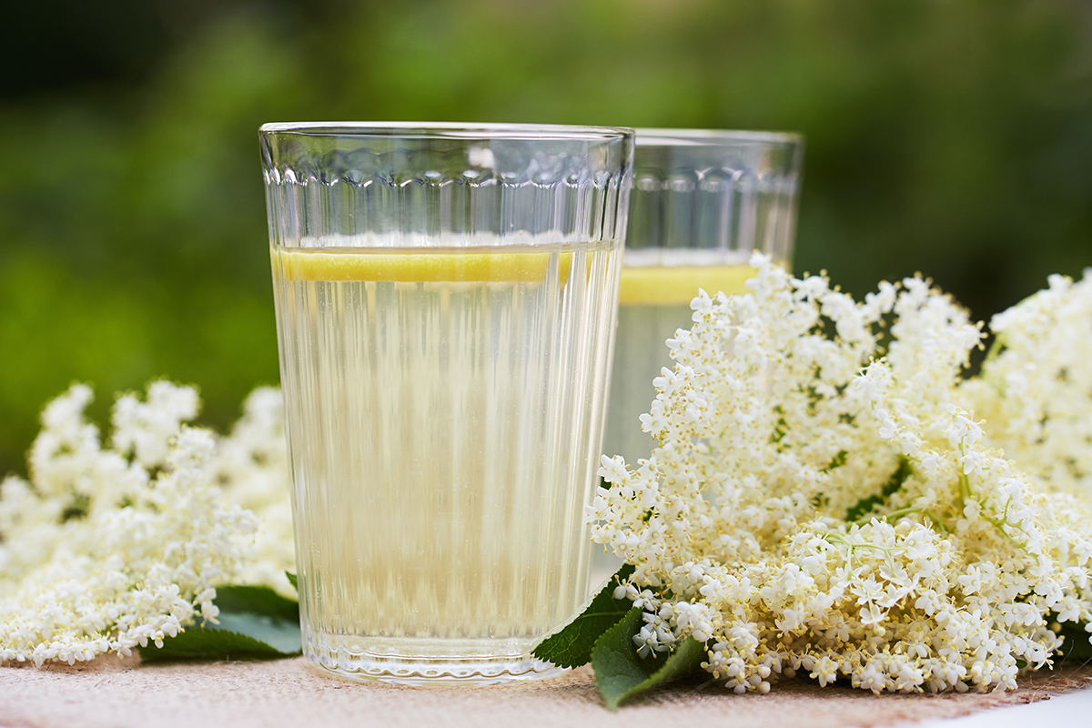 Vlierbloesemsiroop Maak Je Eenvoudig Zelf Sambucol Vlierbessenextract